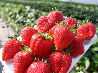 大きくて あま〜い うま味のある『いちご』 (^^♪