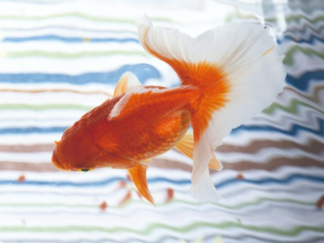 VRLŐWłiʐ^͍m̓VRLOɎw肳Ăyj