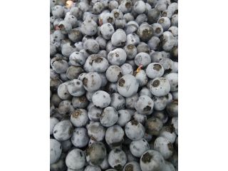 大きくなった粒は食べごろ