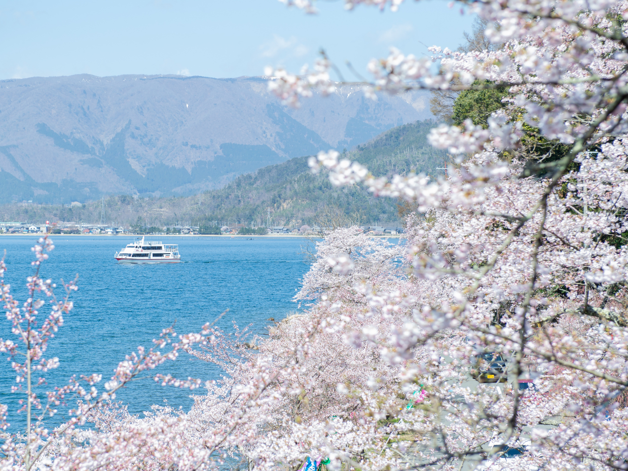 期間限定！【長浜港発着】高速船で行く「海津大崎桜クルーズ2025」海津