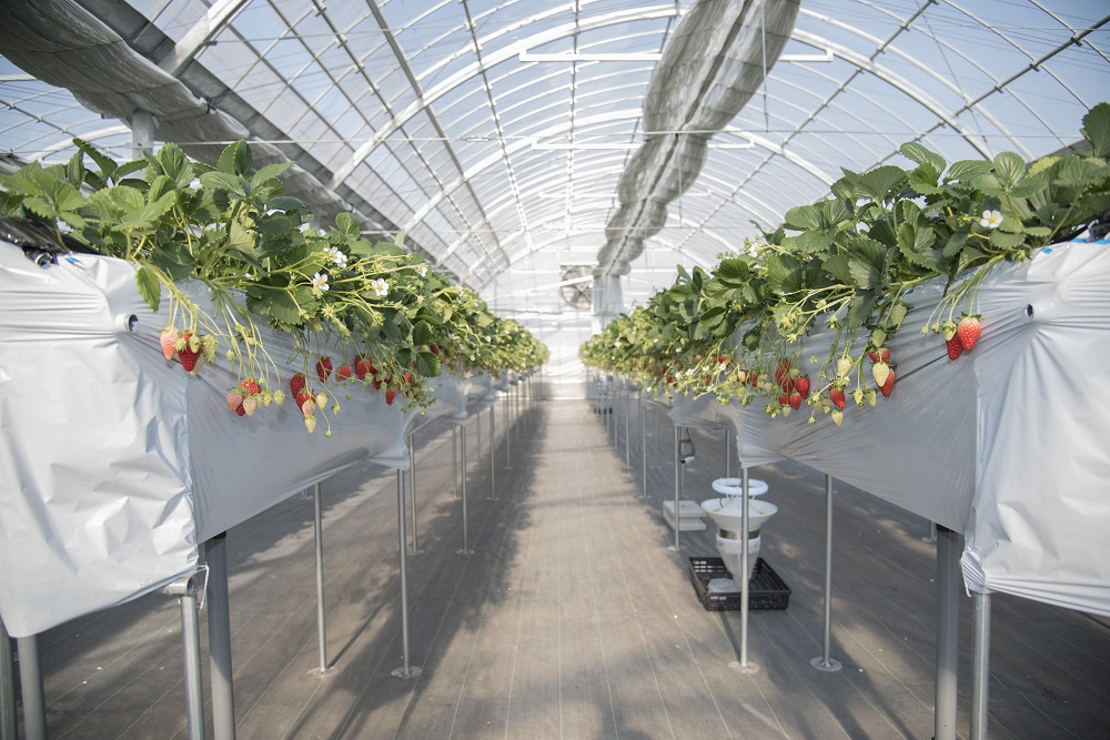 ���[�����L�X��