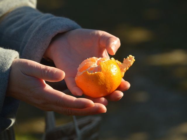 9月下旬〜1月頃が美味しい早生みかん♪