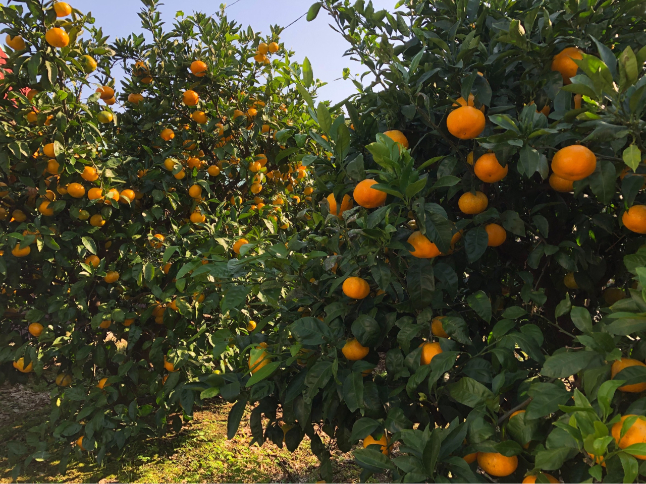 お子様でも、とりやすい高さに育てています。