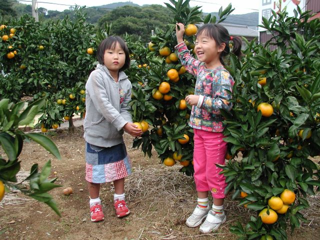 家族、友達同士、カップル・夫婦で。みかん狩り&美味しいみかんを楽しんでください♪