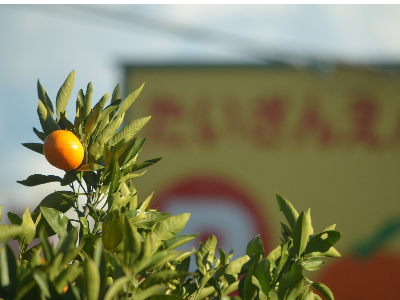 gŕZȈɓEFŁAa40Nό݂񉀂cł܂B