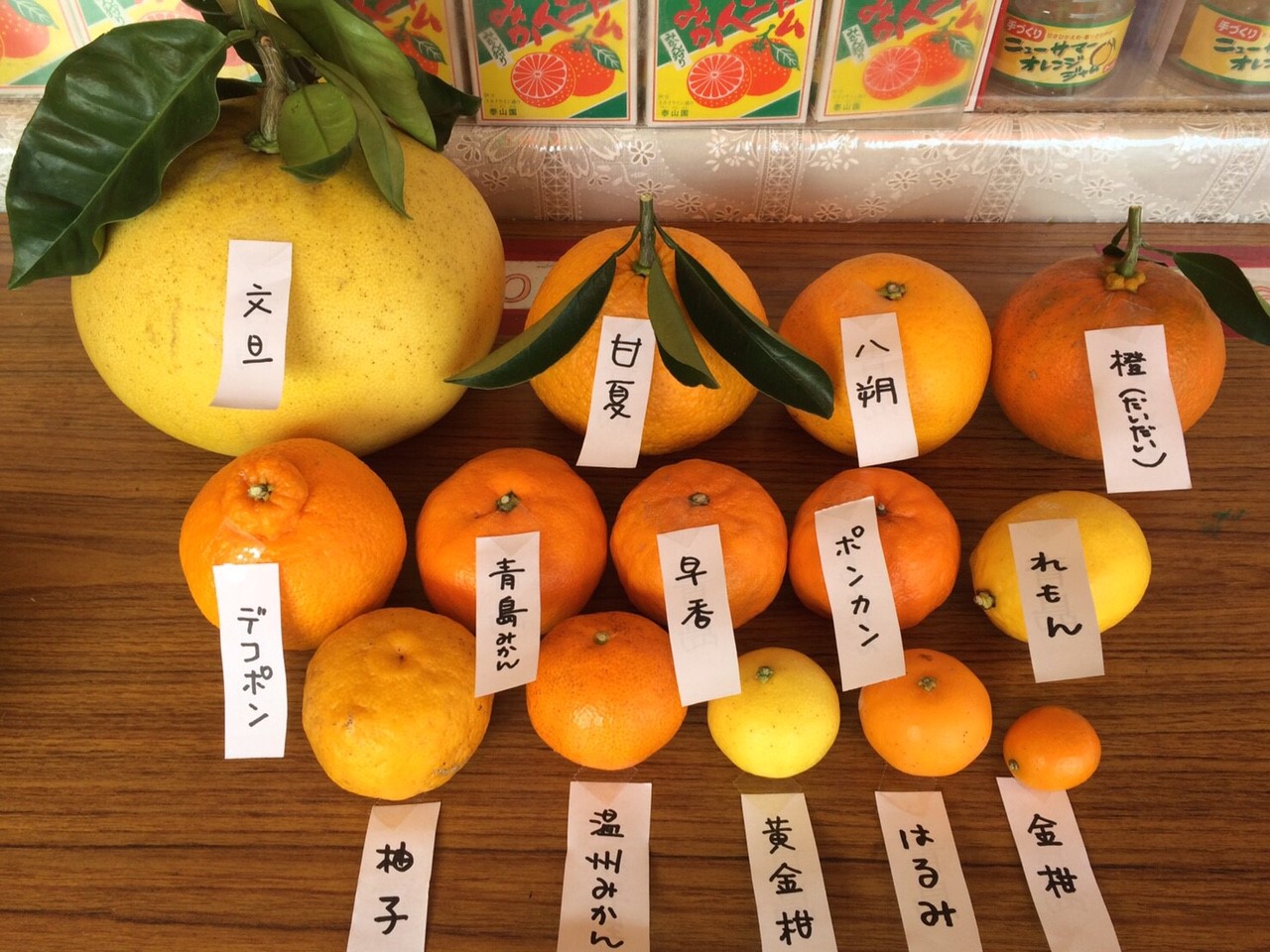 【静岡・伊東】すっぱーい!! 甘夏みかん狩り 食べ放題プラン♪|ビタミンたっぷり...