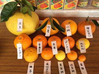 おいしい甘夏♪