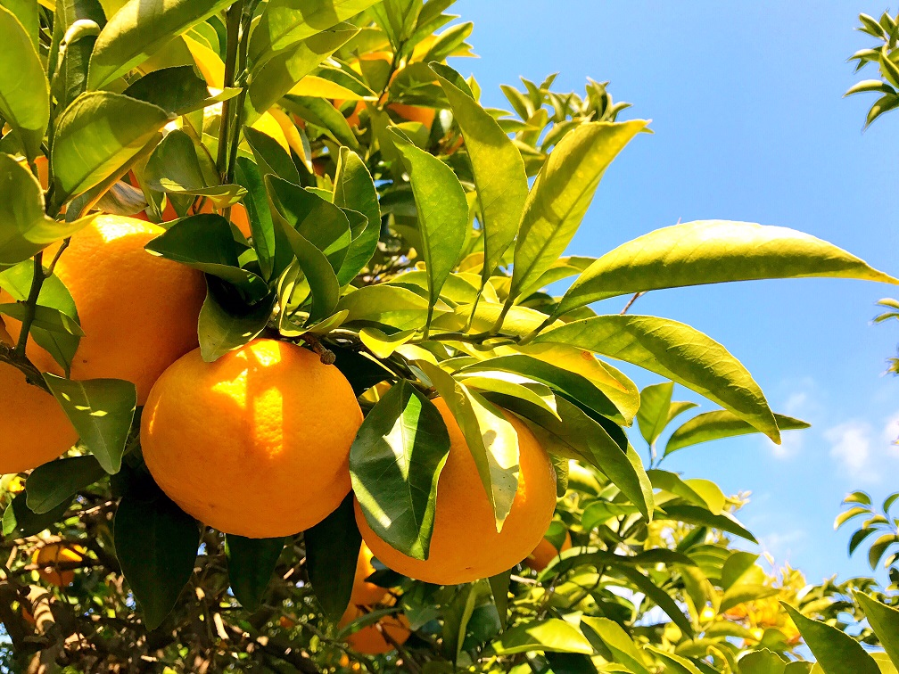 �׎R���ň�������k�ށI�I