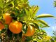 泰山園で育った柑橘類!!