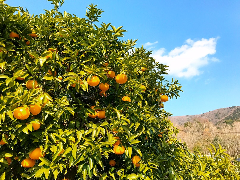 �i�F���΂�����I