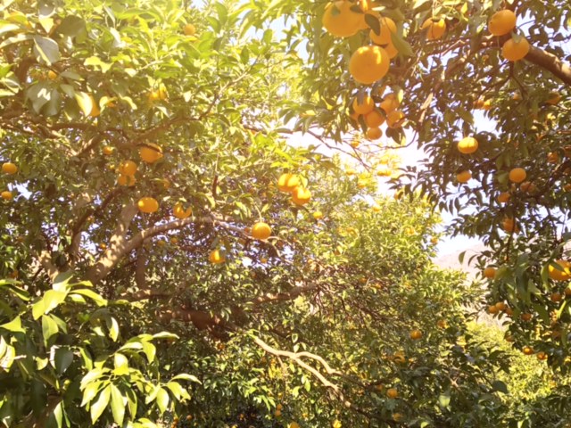 ����Ƃ܂Ԃ������z�̉��Ŋy�����݂������