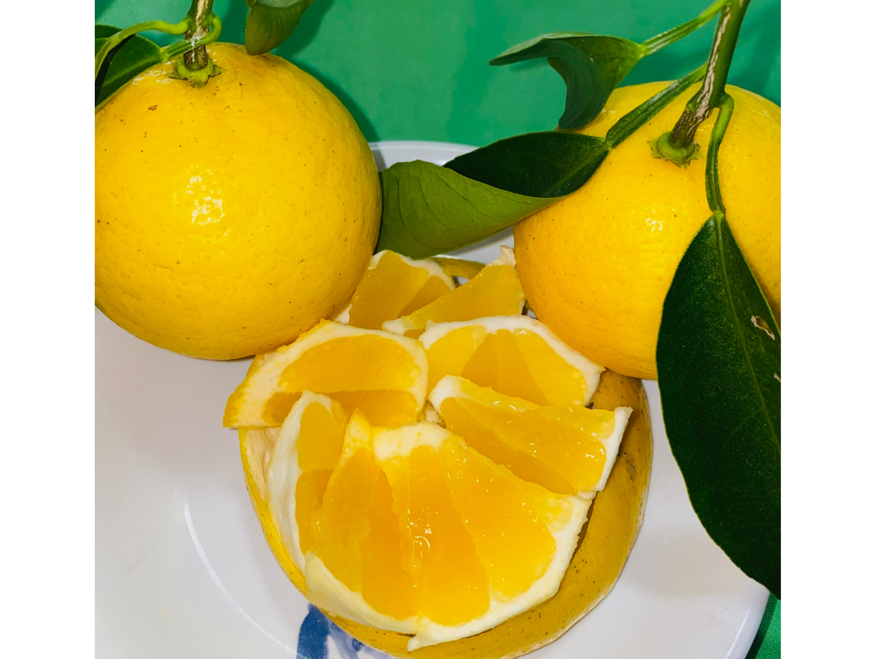 爽やかニューサマーオレンジ狩り体験!\初夏の味覚を満喫♪/|静岡・伊東市〈ファミ...