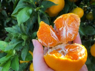 甘〜い☆完熟早生みかん狩り 食べ放題