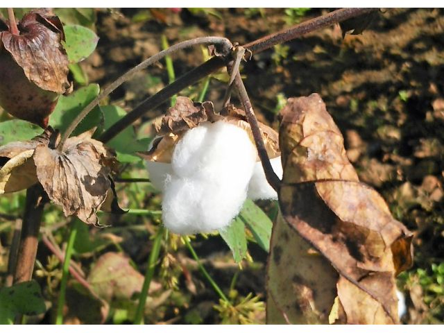 和綿の実です。10月ごろが収穫の時期です。