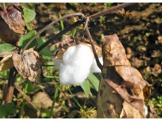 秋の綿の実