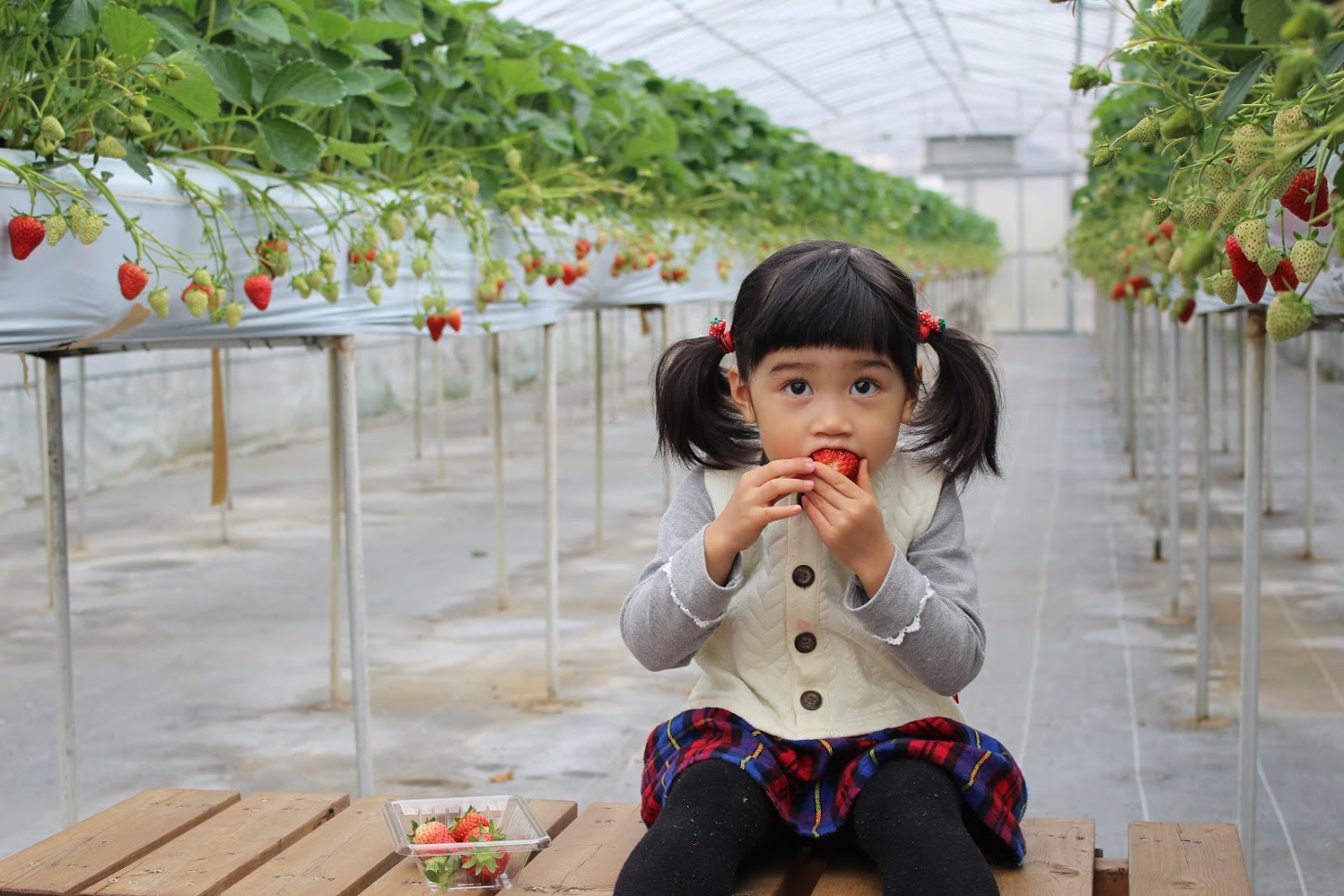 【徳島 いちご狩り】◆オリジナルブランドいちごの『うずしおベリー』が60分食べ放...