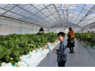 神奈川 秦野市 最大10種類のいちごが楽しめる いちご狩り30分食べ放題 コロナ対策実施中 村上いちご園 じゃらん遊び体験 神奈川 秦野市 最大10種類のいちごが楽しめる いちご狩り30分食べ放題 コロナ対策実施中 村上いちご園 じゃらん遊び体験