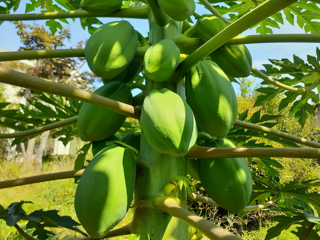 青パパイヤ。酵素の王様と言われ、2022年スーパーフードランキング1位です。サラダ・炒め物・煮物・酢の物等用途は沢山あります。