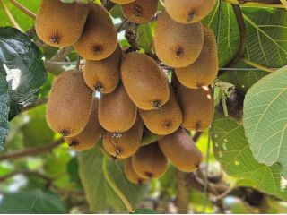 酸味と甘さのバランスが良くて、香りが爽やかな緑の果肉のヘイワード