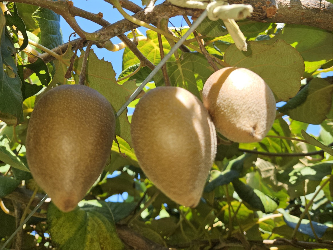 甘くて、程よい酸味、黄色い果肉の東京ゴールド