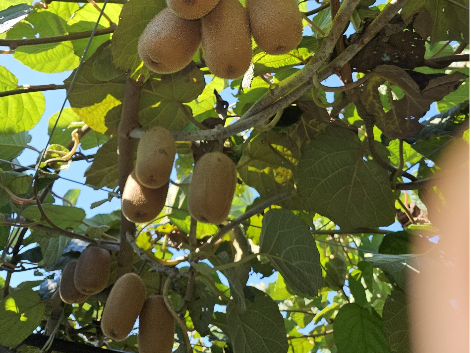 俵型で穏やかな酸味でとても甘く感じる緑の果肉の香緑