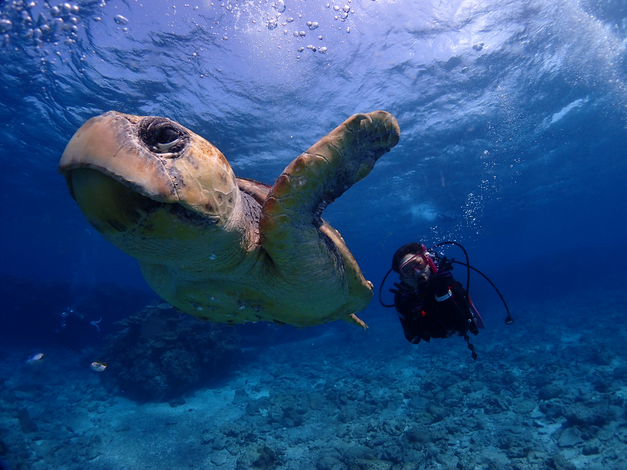 たまーーーーーーにカメさんにも出会えたり??
