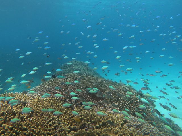 サンゴとデバスズメダイの群れ。