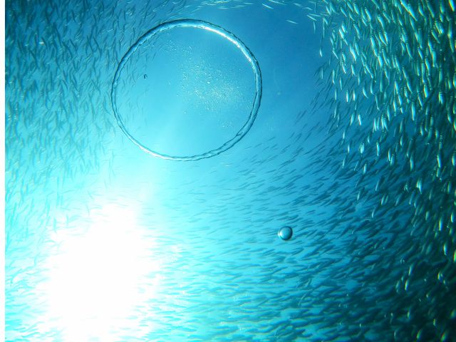 海の中でしか体験できない世界をあなたに。。。