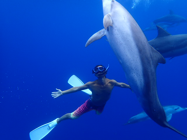 上達していろんな海の生き物たちと泳ぎましょう!!(沖縄本島ではイルカと泳げるコースは開催していません)