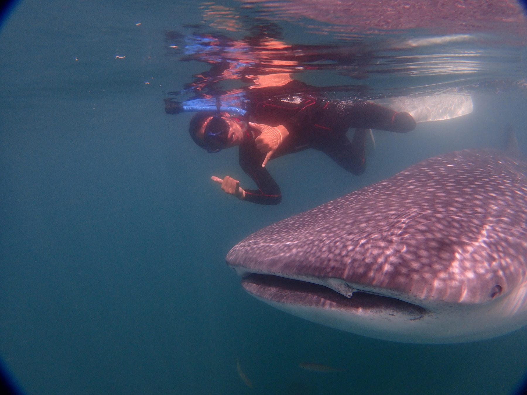 スーパーラッキーならこんなお魚とも・・・・!?(写真はあくまでイメージです)