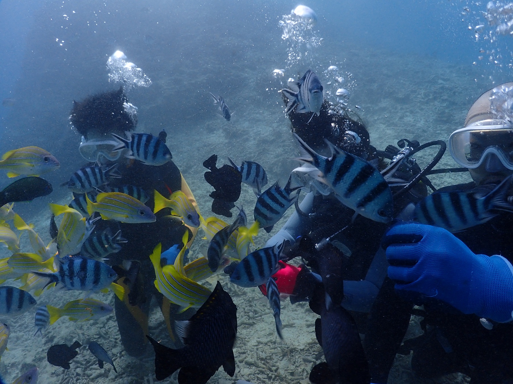ツアーの途中で、魚への餌付けも行っていただきます。色とりどりの魚がゲストの周りに集まってくるので興奮すること間違いなし!!