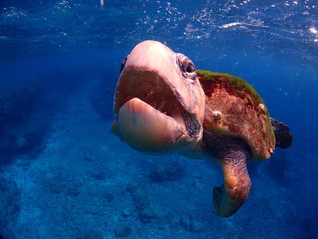 絶景ポイントでウミガメに遭遇
