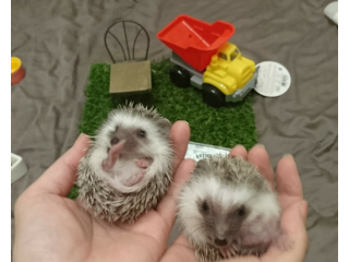 貸切 ハリネズミを独り占め 毎回2組までのふれあい体験 動物貸し切り プラン ファミリー 友達 カップル アクセスしやすい飯田橋駅そば 限定プラン 2fふれあいエリアを最大2組様ご案内 はりねずみ屋ぽった じゃらん遊び体験 貸切 ハリネズミを独り占め 毎回2組までのふれあい体験 動物貸し切り プラン ファミリー 友達 カップル アクセスしやすい飯田橋駅そば 限定プラン 2fふれあいエリアを最大2組様ご案内 はりねずみ屋ぽった じゃらん遊び体験
