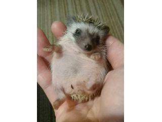 貸切 ハリネズミを独り占め 毎回2組までのふれあい体験 動物貸し切り プラン ファミリー 友達 カップル アクセスしやすい飯田橋駅そば 限定プラン 2fふれあいエリアを最大2組様ご案内 はりねずみ屋ぽった じゃらん遊び体験 貸切 ハリネズミを独り占め 毎回2組までのふれあい体験 動物貸し切り プラン ファミリー 友達 カップル アクセスしやすい飯田橋駅そば 限定プラン 2fふれあいエリアを最大2組様ご案内 はりねずみ屋ぽった じゃらん遊び体験