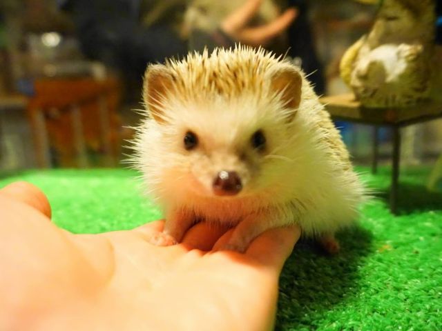 素手で触れ合えるよ