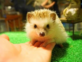 素手で触れ合えるよ