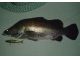 幻の魚アカメです♪