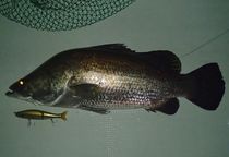 ���̋��A�J���ł���