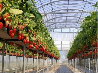 天井が高くて開放的なハウス!車いすやベビーカーでも通りやすい園内の広い通路に加え段差もないバリアフリーの設備を整えています。