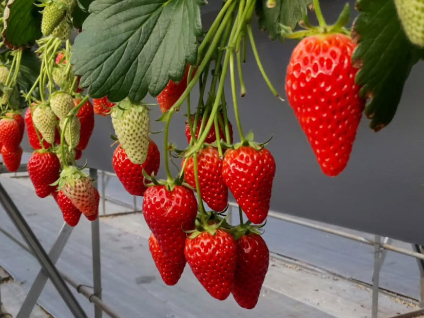 �s�̂̂������ɔ�ׂē��x�������A�ʏ`���L�x�Ɋ܂܂�Ă���É��Œa�������͕P�i�����Ђ߁j���H�ו���ł���