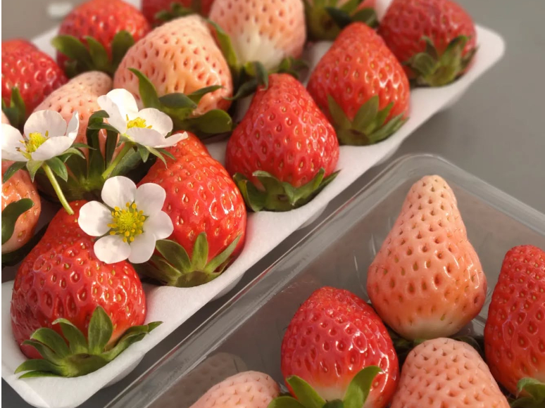 ���y�Y�p�̂��������̔����Ă���܂��I