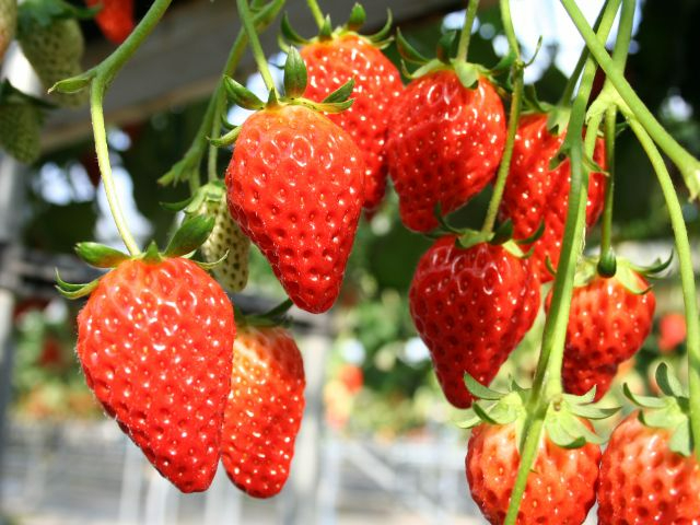 �����ł́u�͕P�v�Ɓu�g�ق��؁v����ĂĂ��܂���