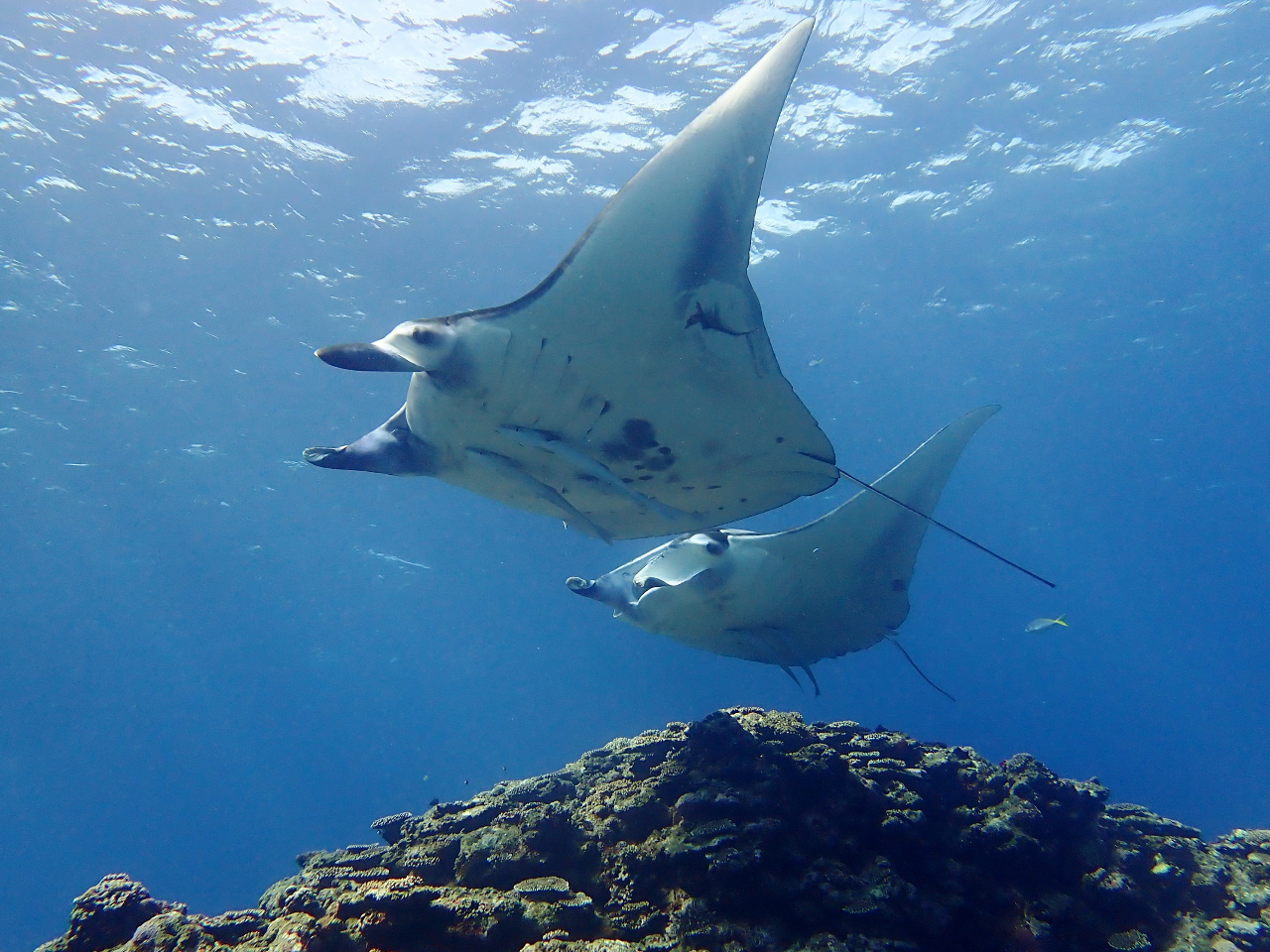 水面からあこがれのマンタも見れますよ。カメやサンゴ礁・マンタと石垣ならではの生物に会えちゃう♪大迫力です