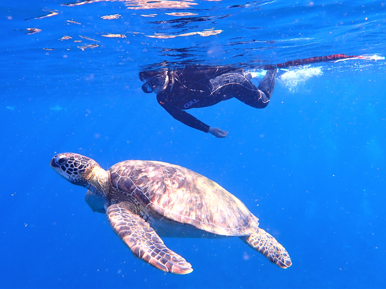 八重山ならではの海を満喫サンゴ礁の他にウミガメも水面から見えちゃいます。
