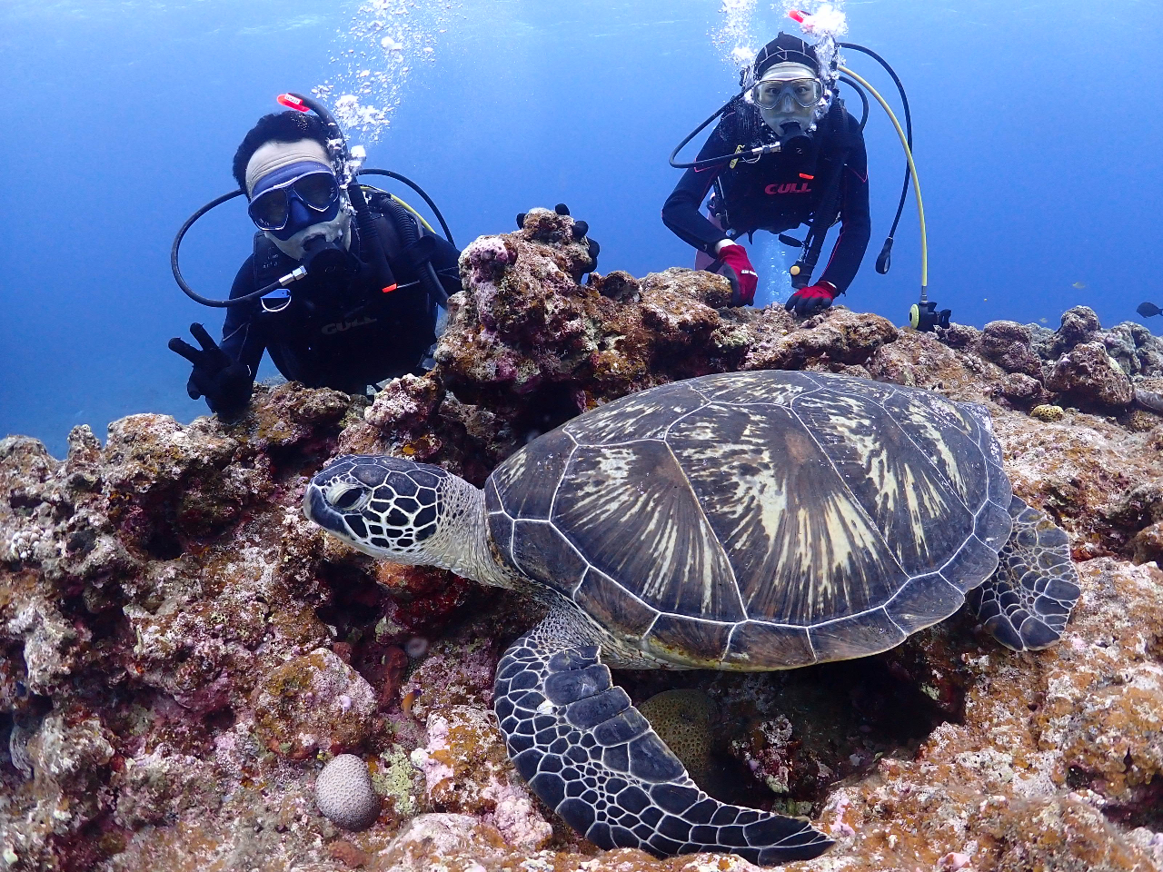 ウミガメもこんなに近くに行けます。一緒に平行泳ぎが出来ることも多いですよ。マンタやカメ・サンゴ礁・洞窟お好きなポイントでダイビングいただけます