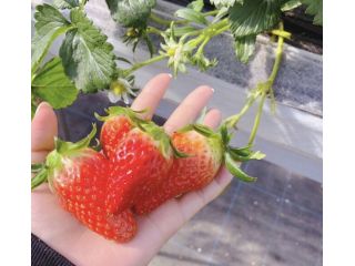 ☆滋賀県在住の方限定☆【1/1〜4/11の予約はこちら!】40分間食べ放題のいちご狩り!!練乳付き♪※感染症対策実施中※