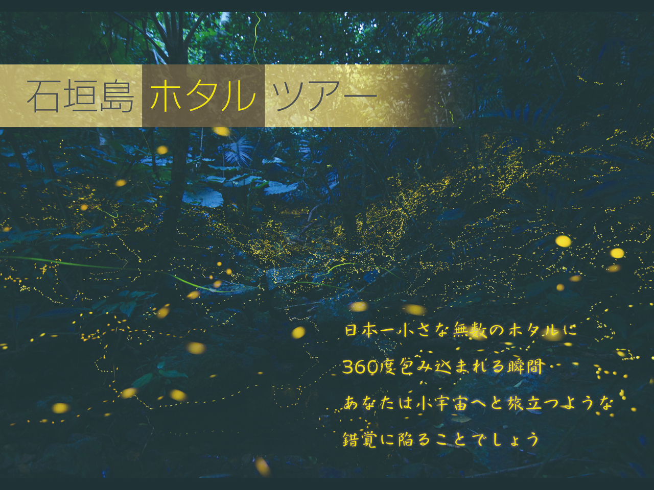 石垣島ヤエヤマボタルツアー
