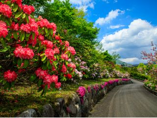 園内のシャクナゲ