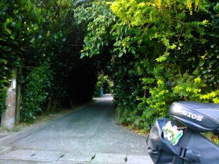 今帰仁村内の福木並木、有名でないので静かに観れます