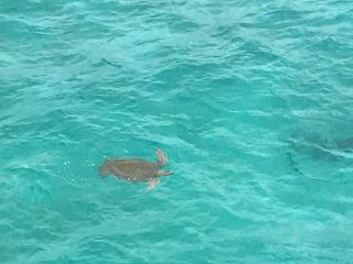 古宇利大橋のウミガメさん